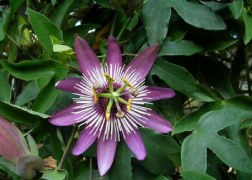 Passiflora violacea / Lilás piros golgotavirág